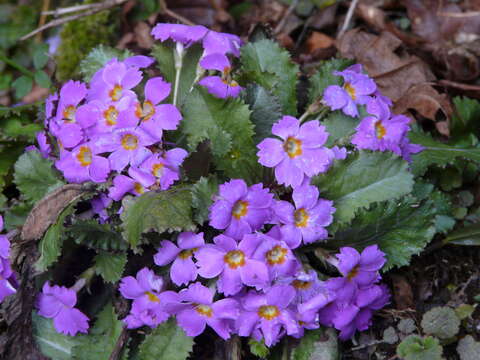 Primula bracteosa Craib resmi