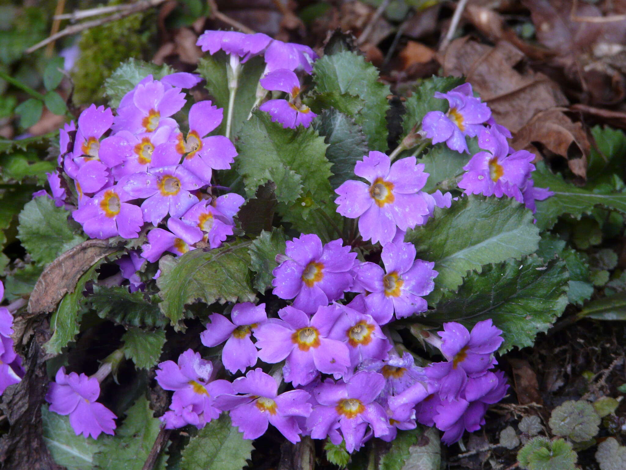 Image of Primula bracteosa Craib