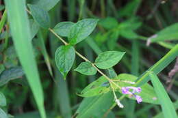 Image de Buddleja lindleyana Fortune ex Lindl.