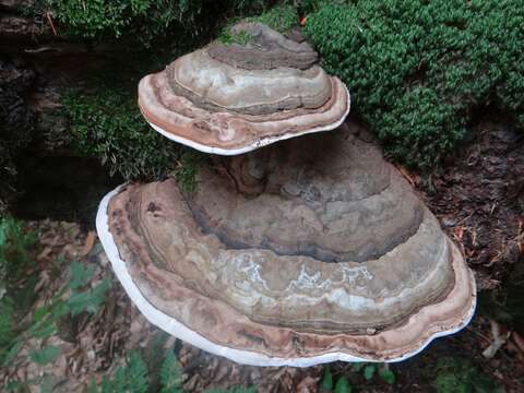 Ganoderma applanatum的圖片