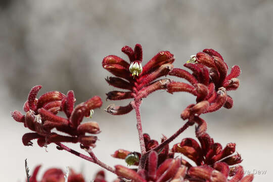 Image of Anigozanthos rufus Labill.