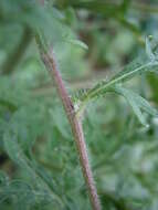 Image of annual ragweed