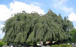 Image of Fagus sylvatica f. pendula