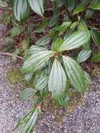 Image de Viburnum davidii Franch.