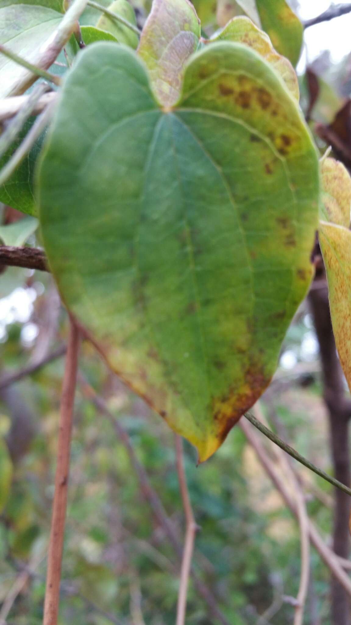 Dioscorea trichantha Baker resmi