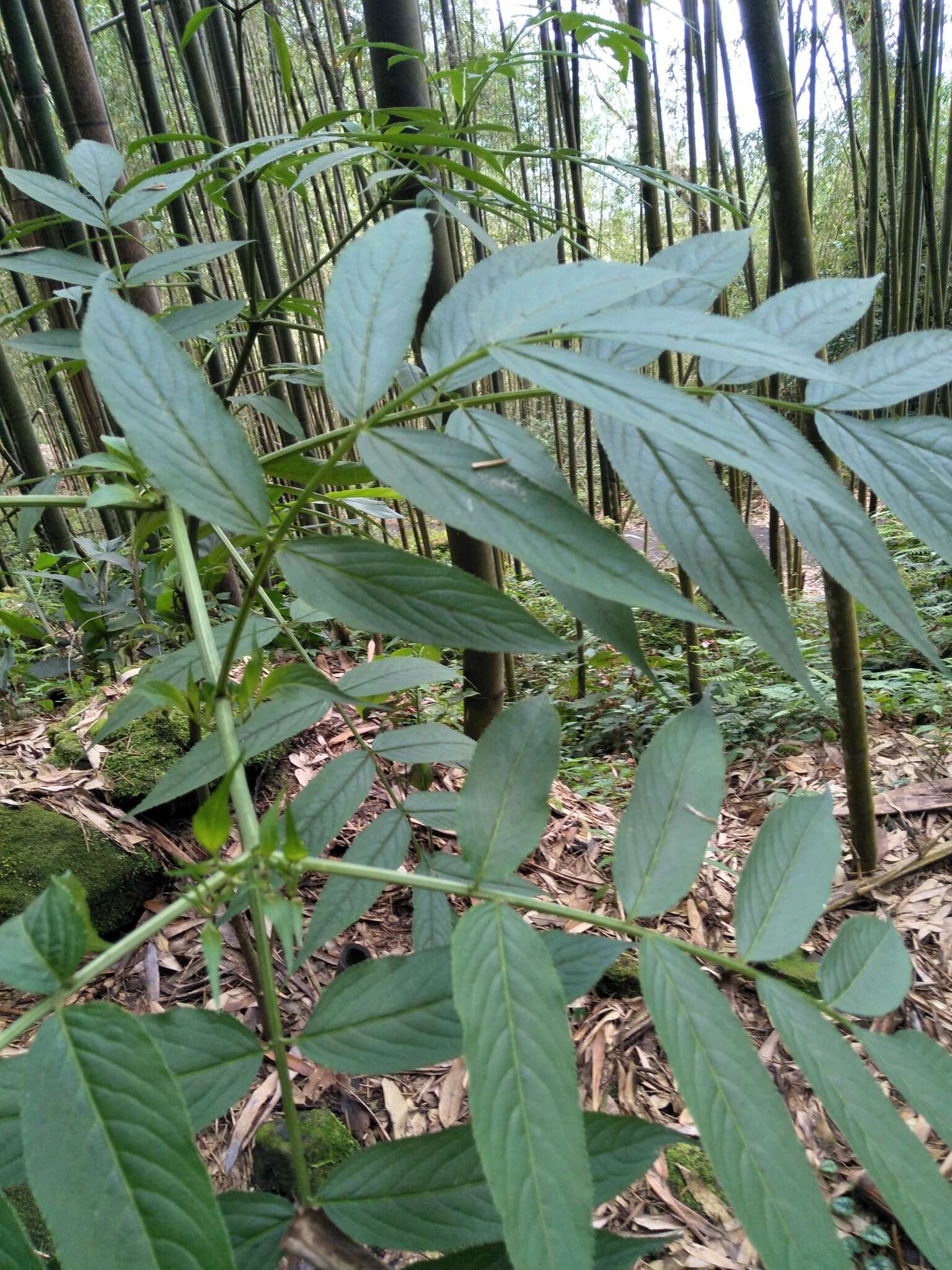 Plancia ëd Sambucus javanica Reinw. ex Bl.