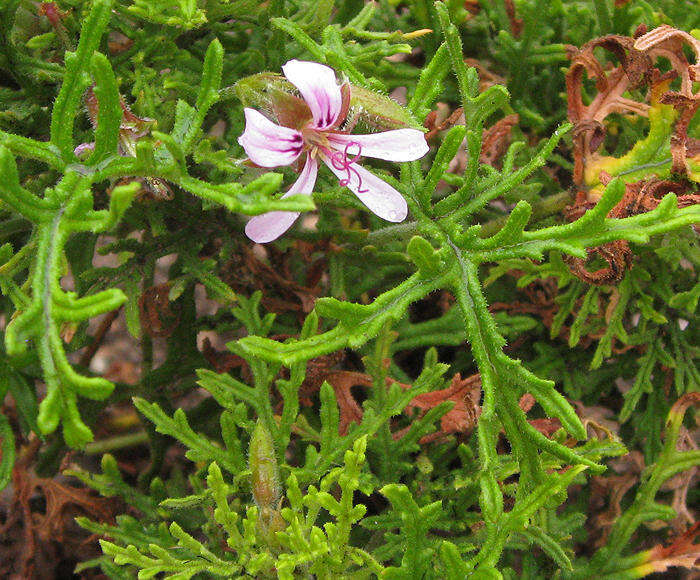 Image of rasp-leaf pelargonium