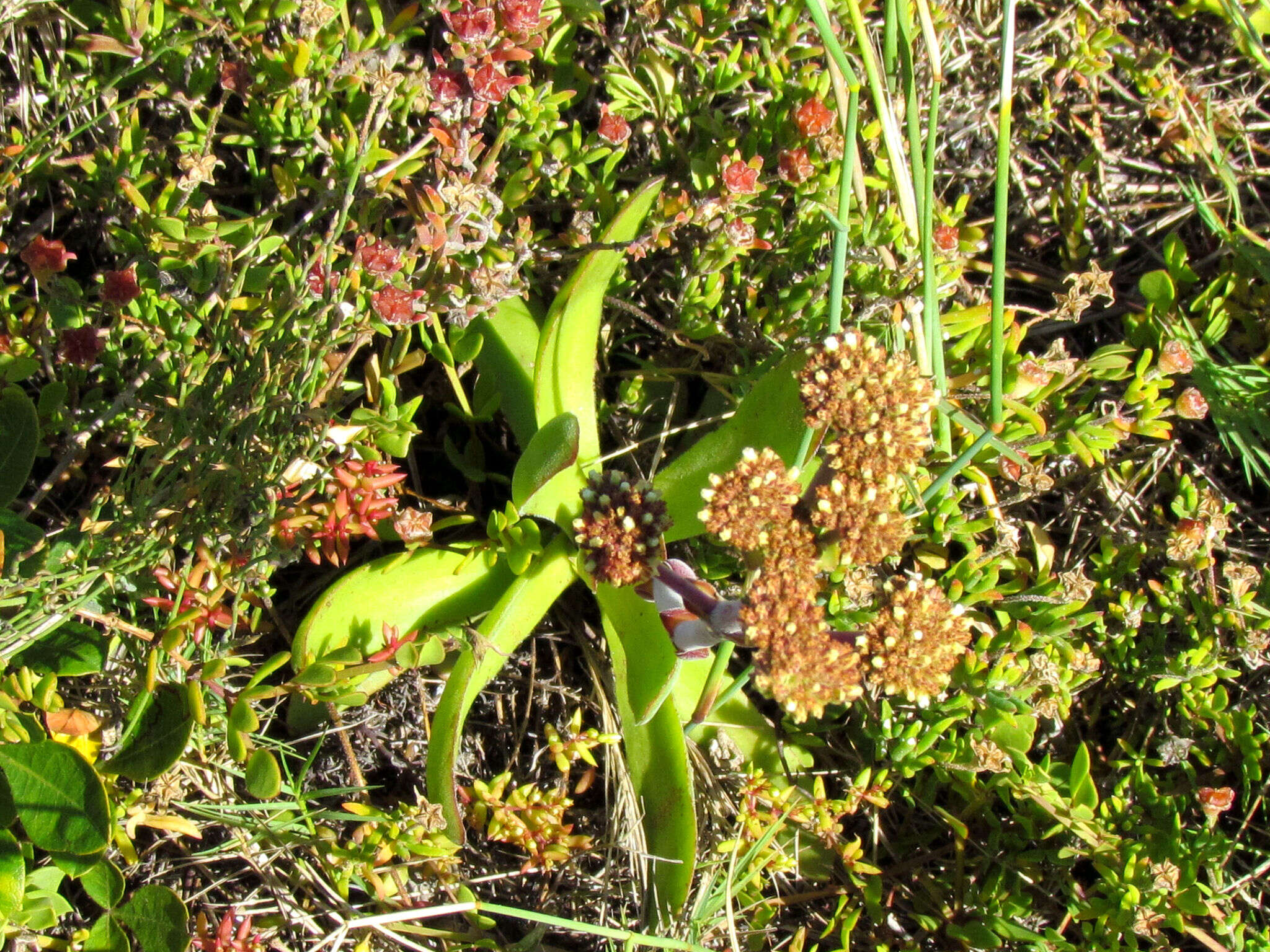 Image of <i>Crassula <i>nudicaulis</i></i> var. nudicaulis