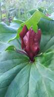 Imagem de Trillium chloropetalum (Torr.) Howell