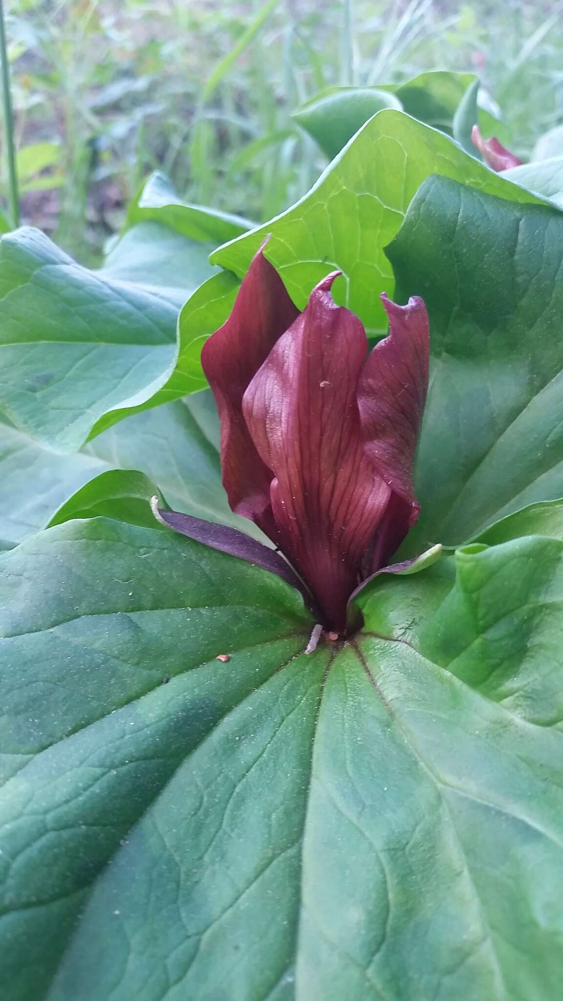 Imagem de Trillium chloropetalum (Torr.) Howell