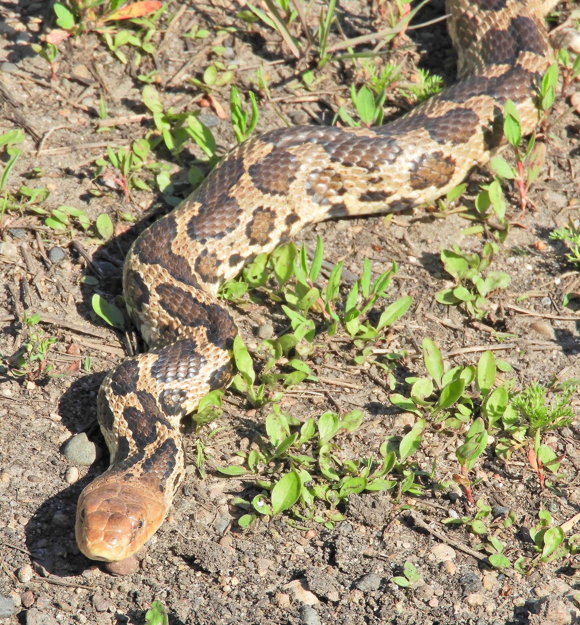 Image of Pantherophis ramspotti Crother, White, Savage, Eckstut, Graham & Gardner 2011