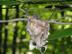 Image of Blue-headed Vireo