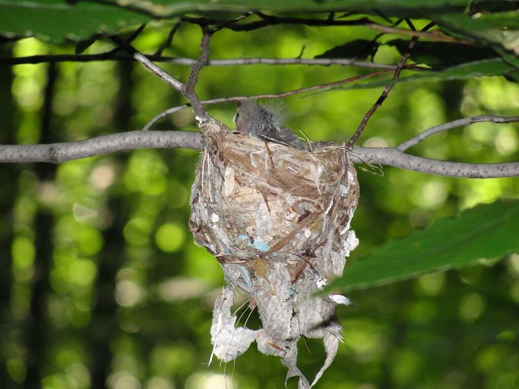 Image of Blue-headed Vireo