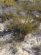 Image de Leucadendron flexuosum I. Williams