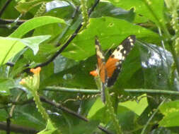 Image of Heliconius hecale melicerta