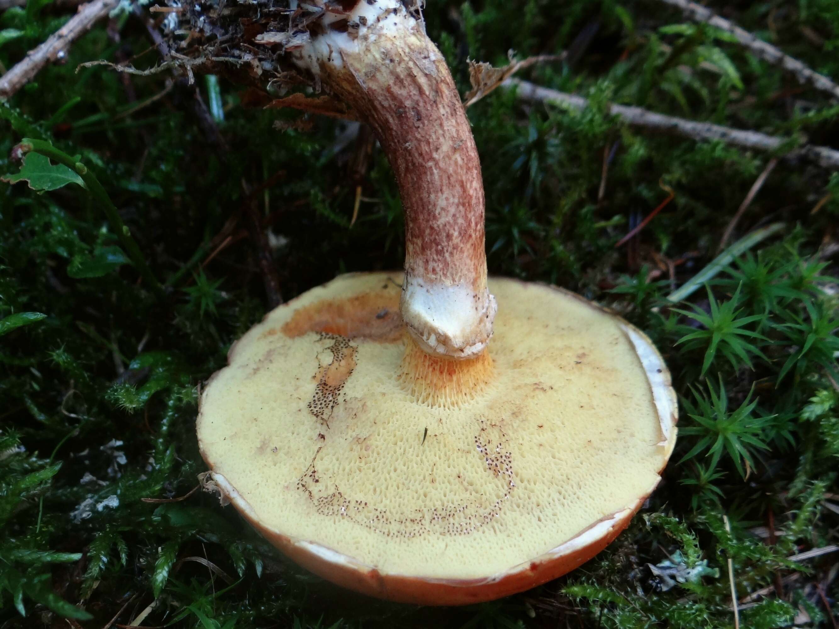 Image of Suillus grevillei (Klotzsch) Singer 1945