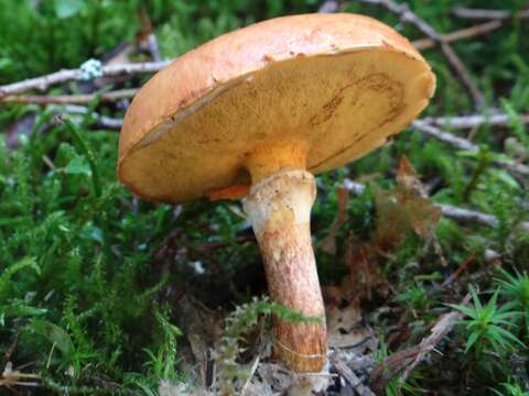 Image of Suillus grevillei (Klotzsch) Singer 1945