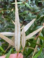 Image of Phebalium longifolium S. T. Blake