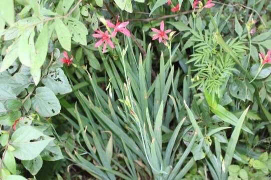 Image of Freesia grandiflora subsp. grandiflora