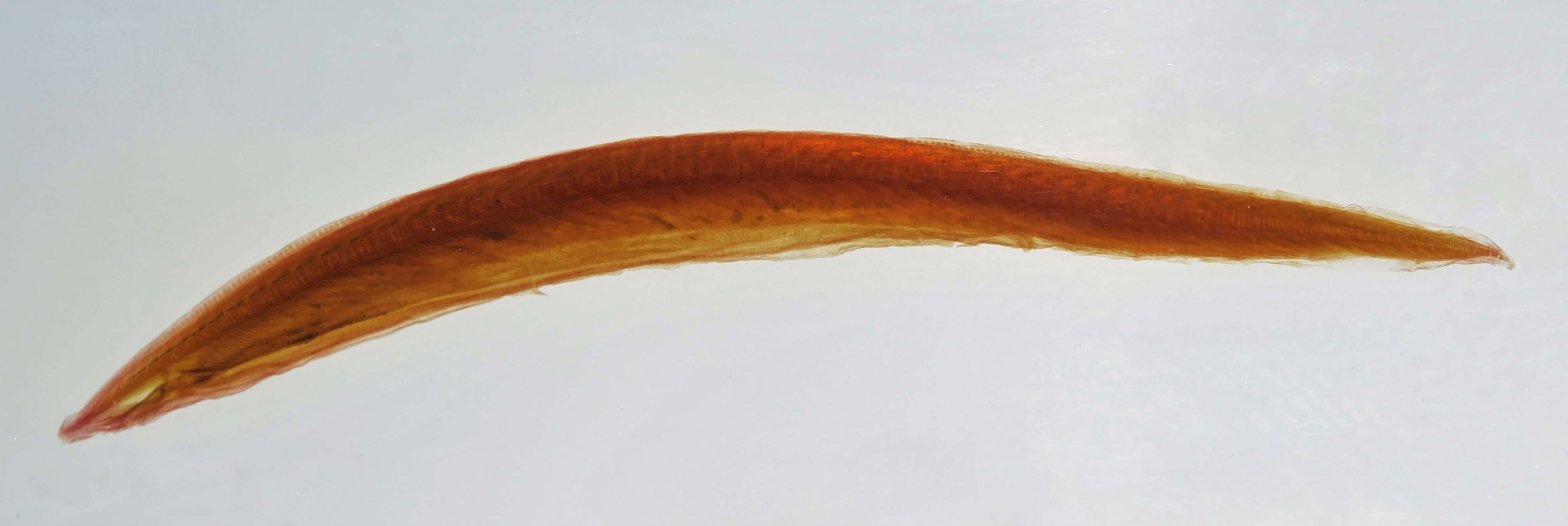 Image of amphioxus, lancelet