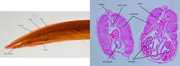 Image of amphioxus, lancelet