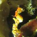 Image of Pontoh`s Pygmy Seahorse