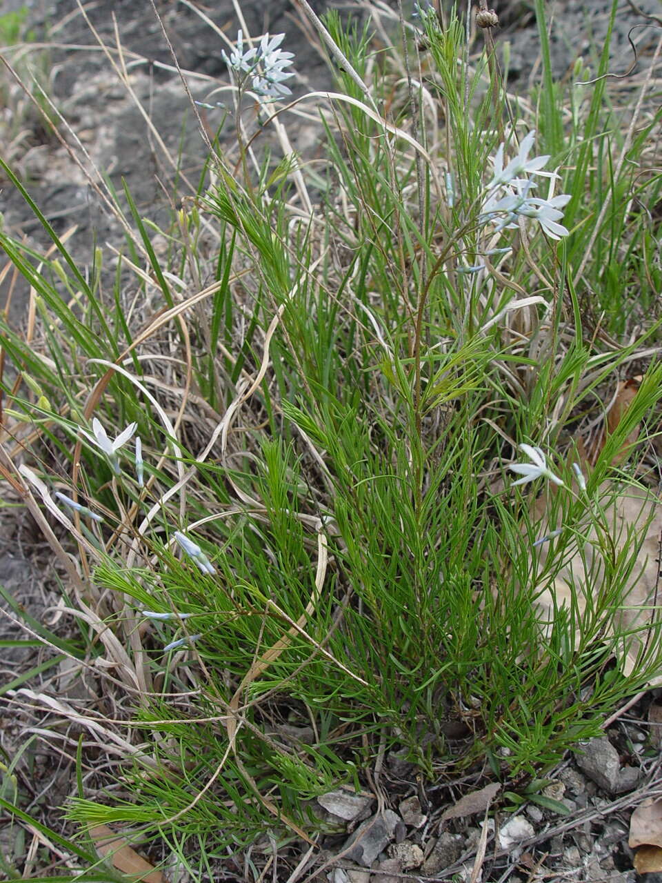 Amsonia ciliata var. tenuifolia (Raf.) Woodson resmi