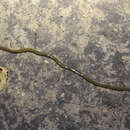 Image of Flatworm