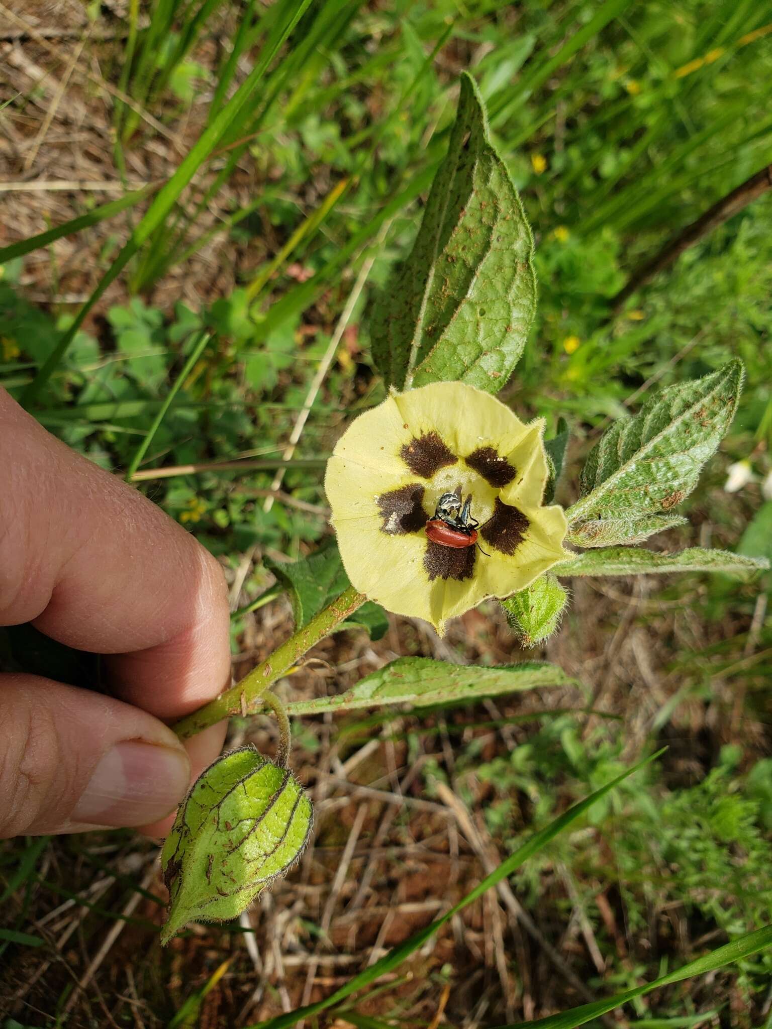 Image de Physalis orizabae Dun.