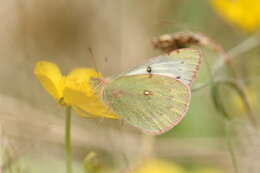 Colias vauthierii vauthierii的圖片