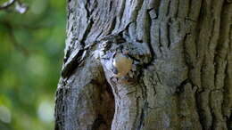 Image of Eurasian Nuthatch