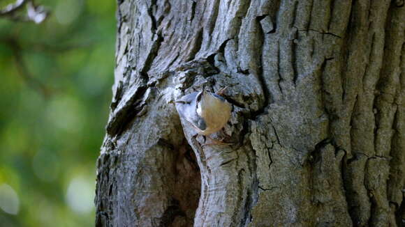 Image of Eurasian Nuthatch