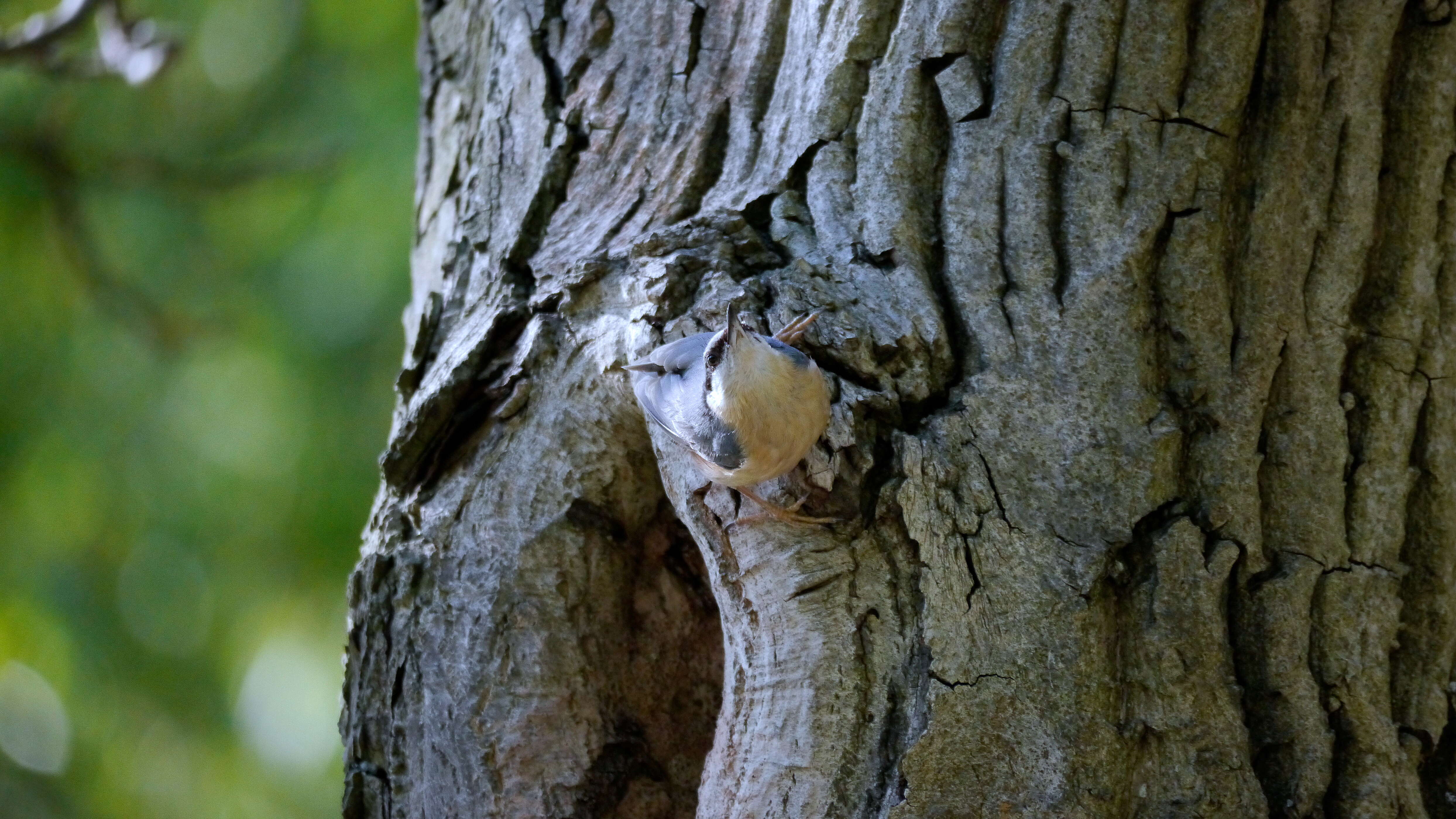 Image of Eurasian Nuthatch