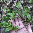 Plancia ëd Vaccinium arctostaphylos L.