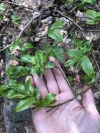 Image de Vaccinium arctostaphylos L.