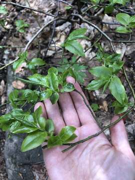 Plancia ëd Vaccinium arctostaphylos L.