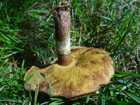 Image of Suillus grevillei (Klotzsch) Singer 1945