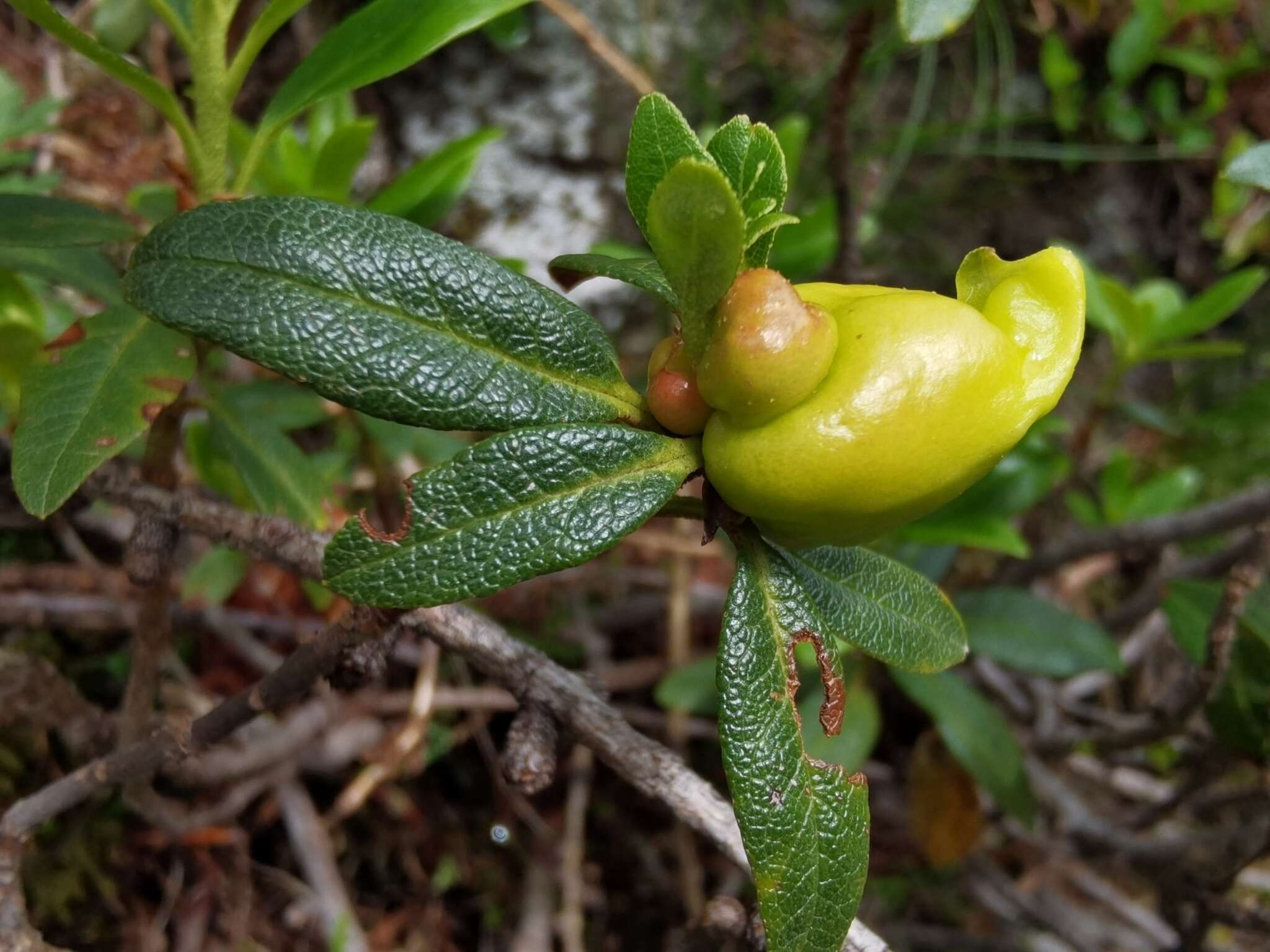 Exobasidium rhododendri (Fuckel) C. E. Cramer 1874 resmi