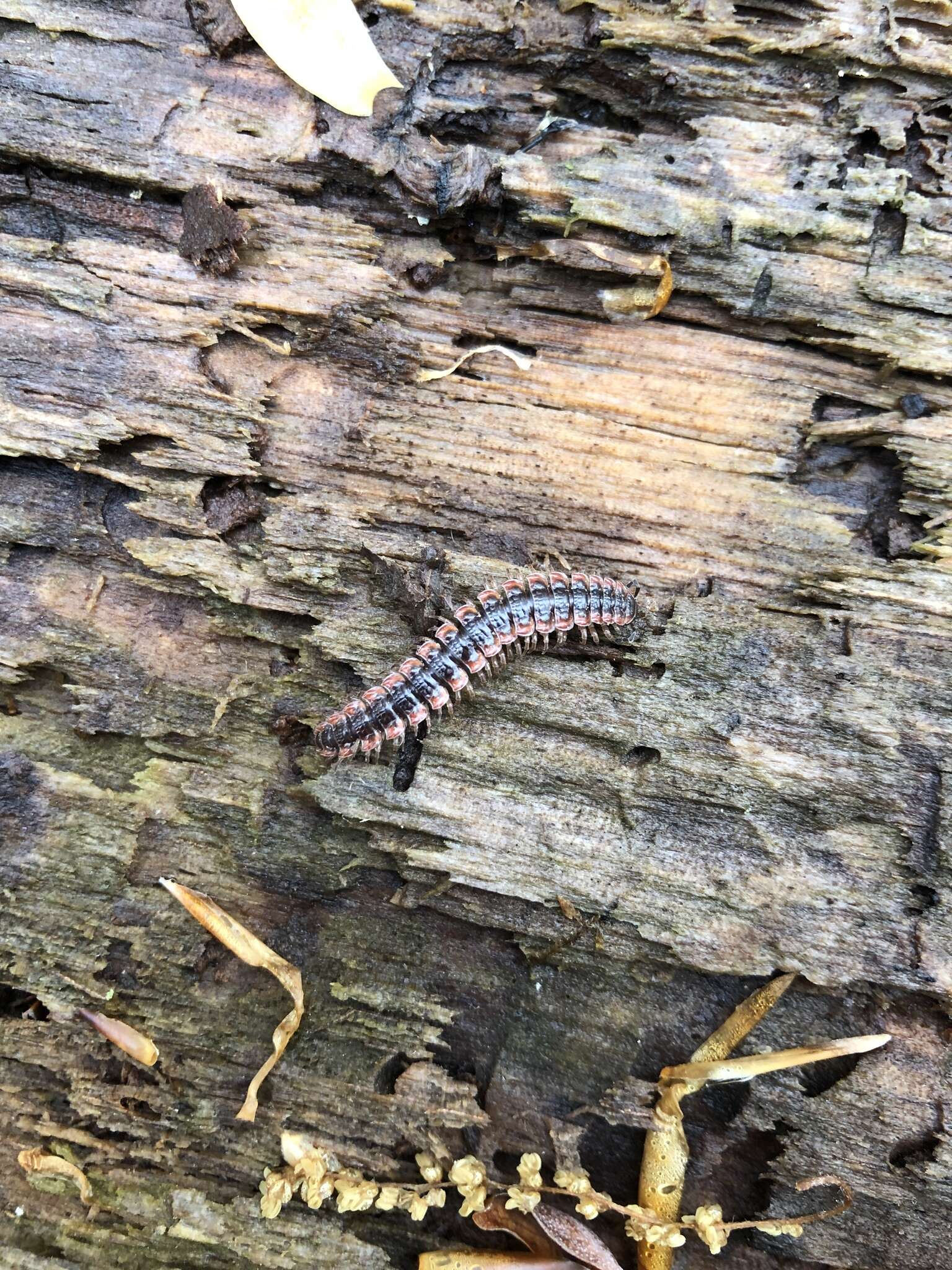 Слика од Pseudopolydesmus canadensis (Newport 1844)