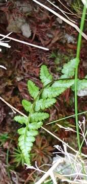 Athyrium oppositipennum var. pubescens (Tag.) Tag.的圖片