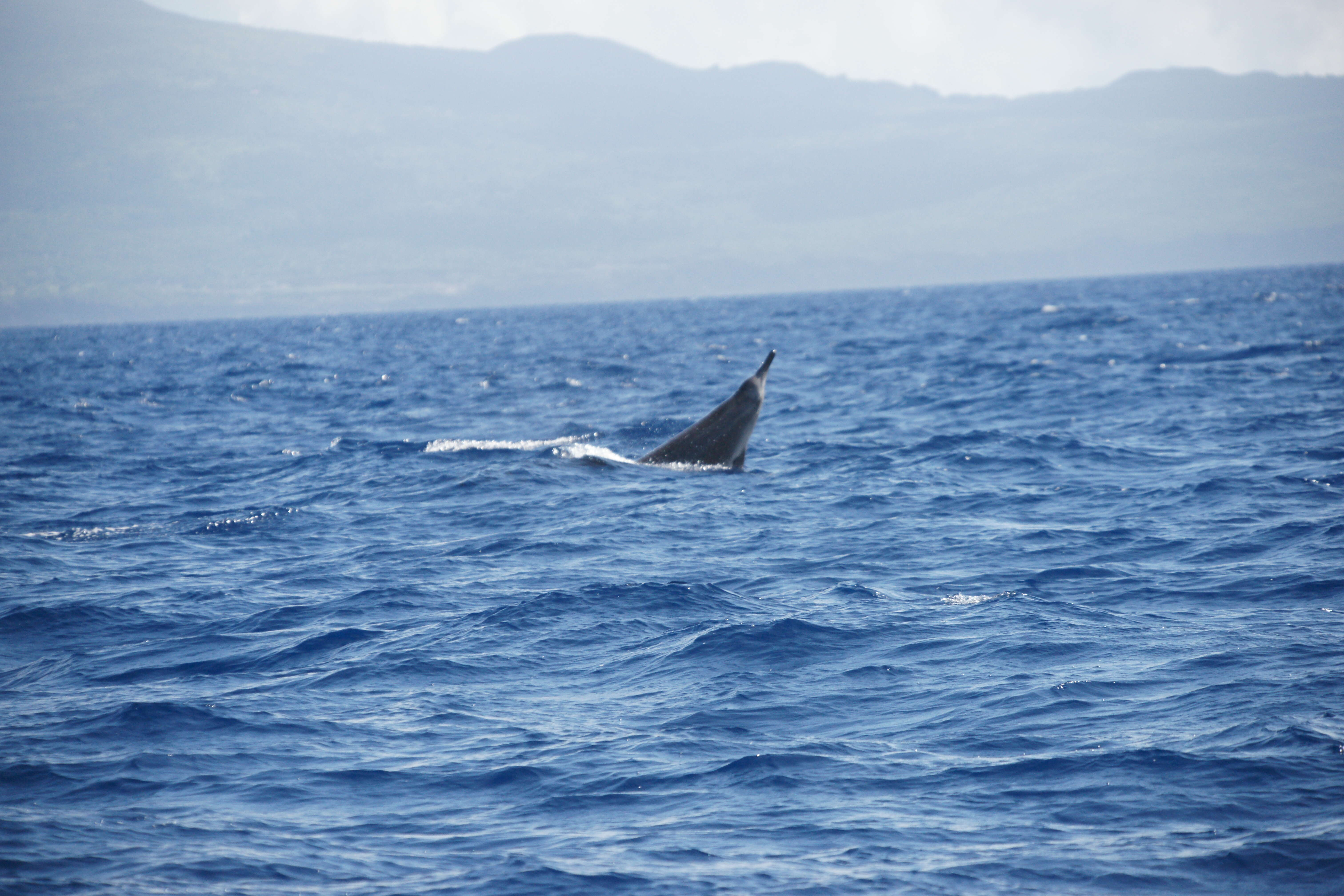 Image of sowerbys beaked whale, beaked whale