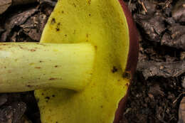 Image of Boletus roodyi B. Ortiz, D. P. Lewis & Both 2009