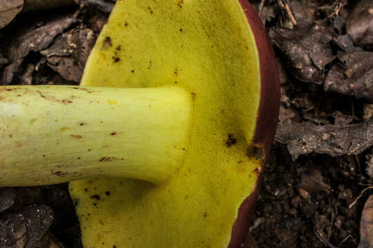 Imagem de Boletus roodyi B. Ortiz, D. P. Lewis & Both 2009