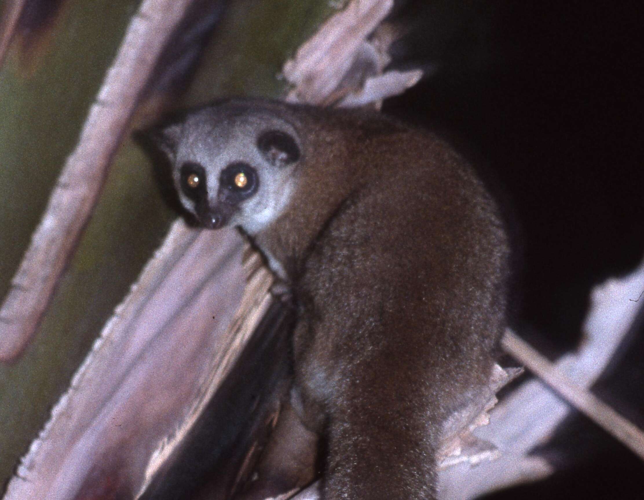 Image of Dwarf lemur