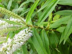 Image of Veronica stricta Banks & Soland. ex Benth.