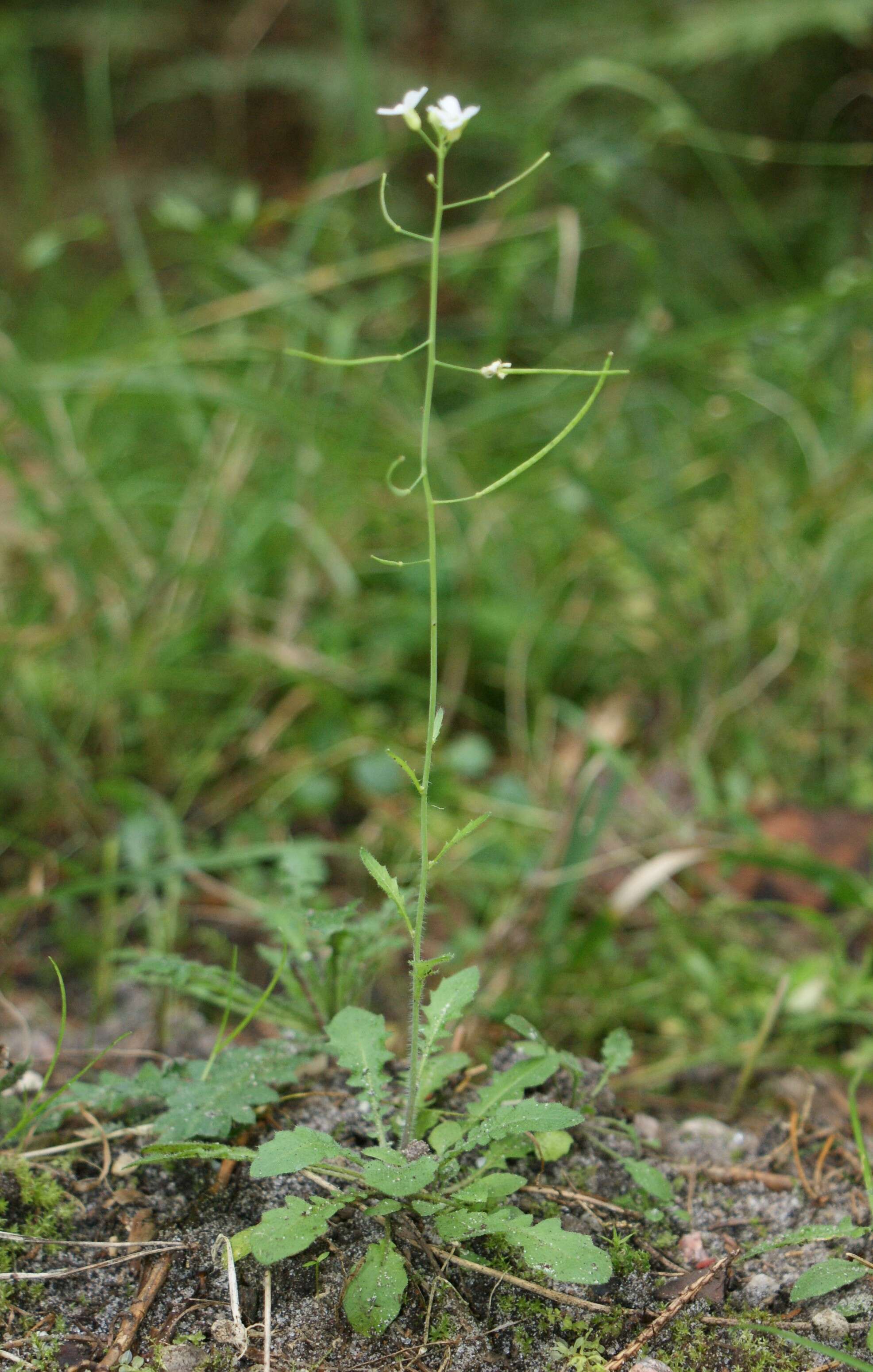 Image of Mouse-ear Cress