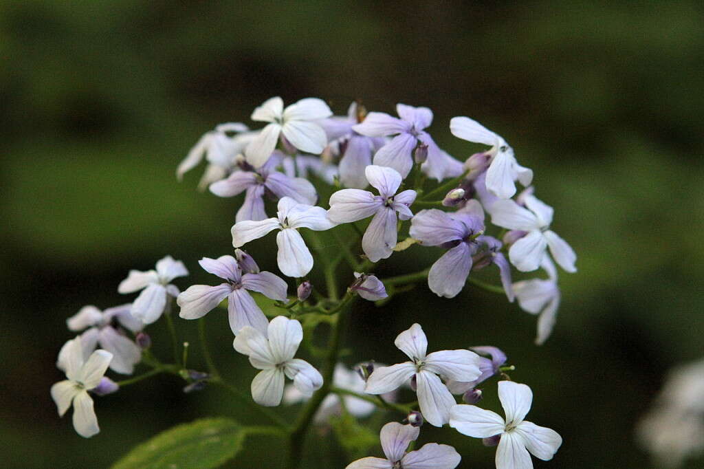 Image de Lunaria rediviva L.