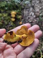 Image of Cortinarius canarius (E. Horak) Gasparini 2014