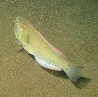 Image of Fivefinger razorfish