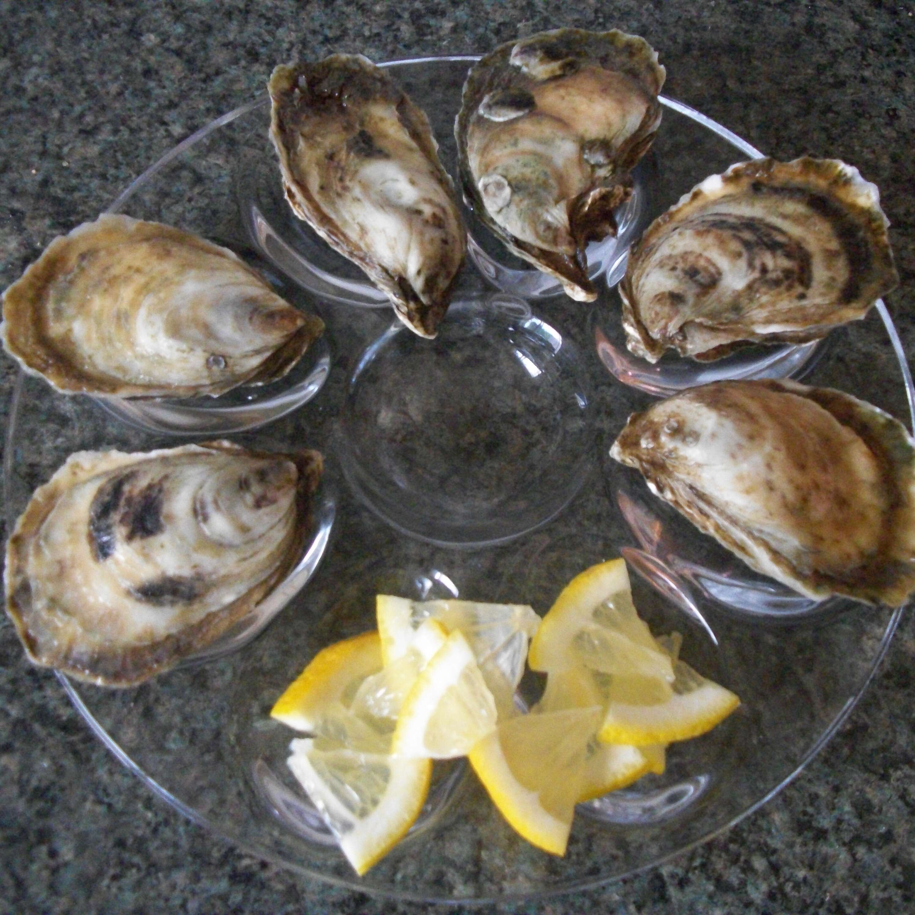Image of Oyster